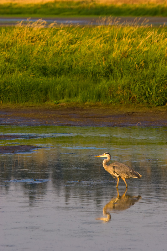 Reflection Of Great Blue Heron In Pond